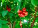 Close-up of a lush Water Apple tree laden with vibrant red fruit, adding natural beauty to the property at 11321 Ledgement Ln, Windermere, FL 34786