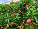 Lush Lychee tree with vibrant red fruit hanging amongst green leaves, enhancing the landscape's tropical feel at 11321 Ledgement Ln, Windermere, FL 34786