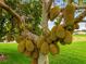 A thriving Jackfruit tree laden with large, ripening jackfruits, showcasing the property's unique bounty at 11321 Ledgement Ln, Windermere, FL 34786