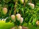 Close up of a thriving mango tree with green mangos hanging, promising a future harvest at 11321 Ledgement Ln, Windermere, FL 34786