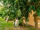 Image showcasing a mature Mango tree filled with developing green mangoes, indicating a potential harvest at 11321 Ledgement Ln, Windermere, FL 34786