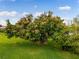 Beautiful Mango trees filled with mangoes in a lush green lawn, highlighting the property's natural beauty and potential harvest at 11321 Ledgement Ln, Windermere, FL 34786