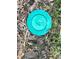 Green pest control bait station blends into mulch in lawn at 2188 Palm Tree Dr, Kissimmee, FL 34759