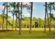 Tranquil meadow view framed by mature pines under a sunny sky at 4942 Cr 300, Lake Panasoffkee, FL 33538