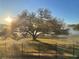 Scenic view of a large tree in a field, with sunlight shining through the branches and a black metal fence in the foreground at 1372 Madison Ivy Cir, Apopka, FL 32712