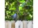 A charming gray catbird perched atop a wooden fence with lush greenery as a backdrop at 820 Rio Ala Mano Dr, Altamonte Springs, FL 32714