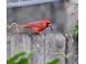 A stunning cardinal perched on a weathered fence, capturing a serene backyard wildlife moment at 820 Rio Ala Mano Dr, Altamonte Springs, FL 32714