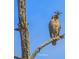 A perched Red-shouldered hawk with a smaller bird flying by in a beautiful natural setting at 820 Rio Ala Mano Dr, Altamonte Springs, FL 32714