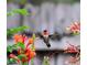 A radiant hummingbird poised in mid-air, set against a backdrop of colorful blossoms at 820 Rio Ala Mano Dr, Altamonte Springs, FL 32714