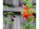 A vibrant hummingbird gracefully approaching orange blossoms in a lush garden setting at 820 Rio Ala Mano Dr, Altamonte Springs, FL 32714