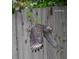 Close-up of a hawk in flight near a weathered wooden fence at 820 Rio Ala Mano Dr, Altamonte Springs, FL 32714