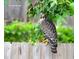 Image of a juvenile red-shouldered hawk perched on a wooden fence with lush green foliage in the background at 820 Rio Ala Mano Dr, Altamonte Springs, FL 32714