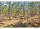 Beautiful tree-filled land with natural light perfect for a home site or outdoor recreation at 4305 Hamilton Rd, Lakeland, FL 33811