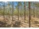 Picturesque land featuring mature trees and open space perfect for building or recreation at 4305 Hamilton Rd, Lakeland, FL 33811