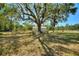 Expansive backyard with mature tree, providing shade and natural beauty at 2971 Gardenia Dr, Indian Lake Estates, FL 33855