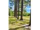 Scenic property line with a row of tall pine trees, offering privacy and a natural boundary at 1464 Mount Pleasant Rd, Groveland, FL 34736