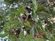 Branches laden with ripe and unripe mulberries at 18700 Ravenswood Rd, Altoona, FL 32702