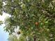 An orange tree with clusters of bright orange fruit and green leaves at 18700 Ravenswood Rd, Altoona, FL 32702