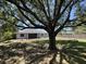 Large backyard features a mature shade tree, spacious lawn, and fenced perimeter at 11757 Se 71St Terrace Rd, Belleview, FL 34420