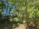 Lush landscaping featuring a mature tree with green leaves in a partially shaded area at 1960 Hamilton St, Bartow, FL 33830