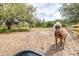 Pasture with wooden fence and horse in view and space for additional horses at 24025 Ranch Rd, Astatula, FL 34705