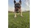 Adorable bulldog playing on luscious green lawn at 1056 Castle Pines Ct, Reunion, FL 34747