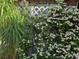 Lush garden featuring diverse plants, including white flowering vines and tall grasses, next to a white fence at 115 Marjorie Ave, Auburndale, FL 33823