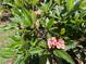 Lush plumeria bush with pink blossoms at 1618 Pineberry St, Lakeland, FL 33803