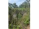 A chainlink fence is overgrown with weeds and brush at the perimeter of the property at 2220 Woods Trl, Lakeland, FL 33809