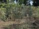 Old and overgrown well components sit behind a chain link fence, creating a project for the new buyer at 2220 Woods Trl, Lakeland, FL 33809