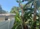 Lush backyard featuring a white vinyl fence, banana trees, and room to roam at 2921 Se 38 Pl, Ocala, FL 34480