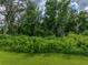 Expansive backyard merging with a dense, lush woodland providing a natural, tranquil setting at 3952 Laurel Branch Dr, Lakeland, FL 33810