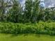 Expansive backyard merging with a dense, lush woodland providing a natural, tranquil setting at 3952 Laurel Branch Dr, Lakeland, FL 33810