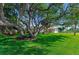 Expansive green front yard with a large, mature tree providing shade to the single story home at 64 Alberta Ave, Ponce Inlet, FL 32127