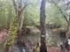 Lush backyard with a creek surrounded by large trees that provide shade at 12828 Sw 49Th Ter, Webster, FL 33597