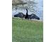 Bird with wings spread near water at 1553 Amber Leaf Cir, Ocoee, FL 34761