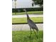 Sandhill crane walking in the green grass yard at 1553 Amber Leaf Cir, Ocoee, FL 34761