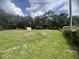 Expansive green back yard surrounded by a perimeter of mature trees and a clear blue sky at 2777 Cr 673, Bushnell, FL 33513