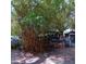 Landscaped backyard with lush bamboo providing shade and privacy to the property at 6615 New Tampa Highway, Lakeland, FL 33815