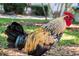 A colorful chicken roams freely in a grassy area at 1440 12Th St, Clermont, FL 34711