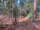 Heavily wooded parcel with pine needles on ground and pine trees everywhere at 4205 Quail Ranch Rd, New Smyrna Beach, FL 32168