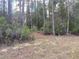 Heavily wooded property perfect for nature lovers and those seeking privacy and room to roam at 4205 Quail Ranch Rd, New Smyrna Beach, FL 32168