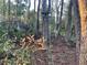 A metal hunting stand is securely fastened to a tree in a dense wooded area at 353 Vannote Rd, Pierson, FL 32180