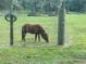 View of the property showing a brown pony behind a wire fence grazing in a green pasture at 353 Vannote Rd, Pierson, FL 32180