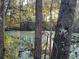 Lush pond amidst trees with lily pads and greenery creating a natural tranquil scene at 353 Vannote Rd, Pierson, FL 32180