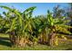 Lush banana trees thrive in the property's landscape, adding to the property's charm at 227 N Putnam Grove Rd, Oak Hill, FL 32759
