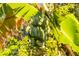 Close-up of ripening bananas on the tree, showcasing the property's homegrown produce at 227 N Putnam Grove Rd, Oak Hill, FL 32759
