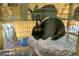 Close-up of a black rabbit in a cage, featuring its glossy coat and attentive expression at 227 N Putnam Grove Rd, Oak Hill, FL 32759