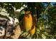 Ripe papaya fruits hanging from a tree in the yard, showcasing home's tropical setting at 227 N Putnam Grove Rd, Oak Hill, FL 32759