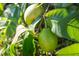 Close up of fresh guavas growing on a tree, showcasing the property's homegrown produce at 227 N Putnam Grove Rd, Oak Hill, FL 32759
